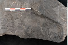 Foto (Detailansicht) von Cyatheites schlotheimii St. (NHMW-GEO-2024-0188-10836)